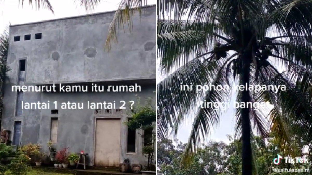 Viral Rumah Setinggi Pohon Kelapa Padahal Cuma Satu Lantai, Tetangga Bingung: Memang Agak Lain