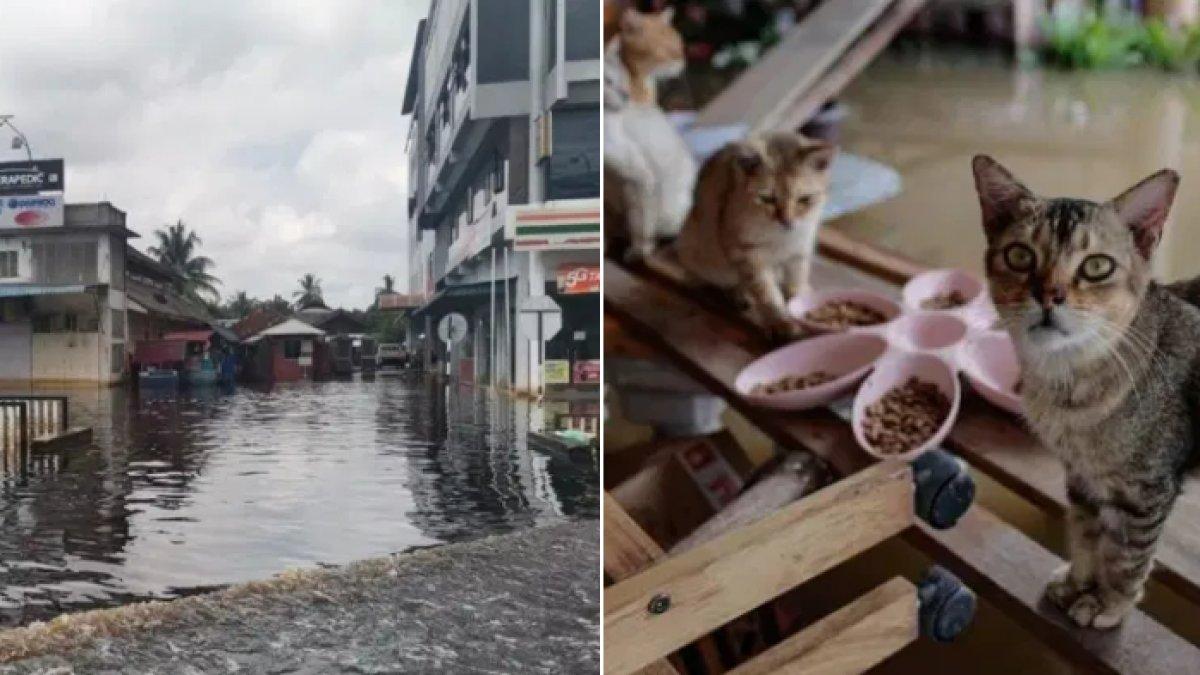 Demi 5 Kucing Kesayangan di Rumah, Gadis Nekat Berjalan Menembus Banjir Sejauh 12 Km, Air Sepinggang