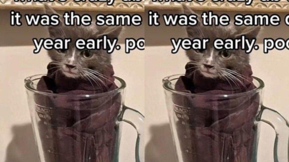 Pria Tega Blender Kucing Hidup-hidup Demi Popularitas, Kini Terima Akibatnya, Kontrak Kerja Diputus