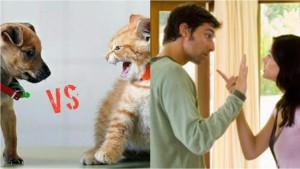 Anjing-vs-kucing-pasangan-pengantin-di-India.jpg