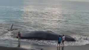 bangkai-paus-sperma-terdampar-di-pantai-yeh-malet-bali-pada-rabu-542023-2.jpg