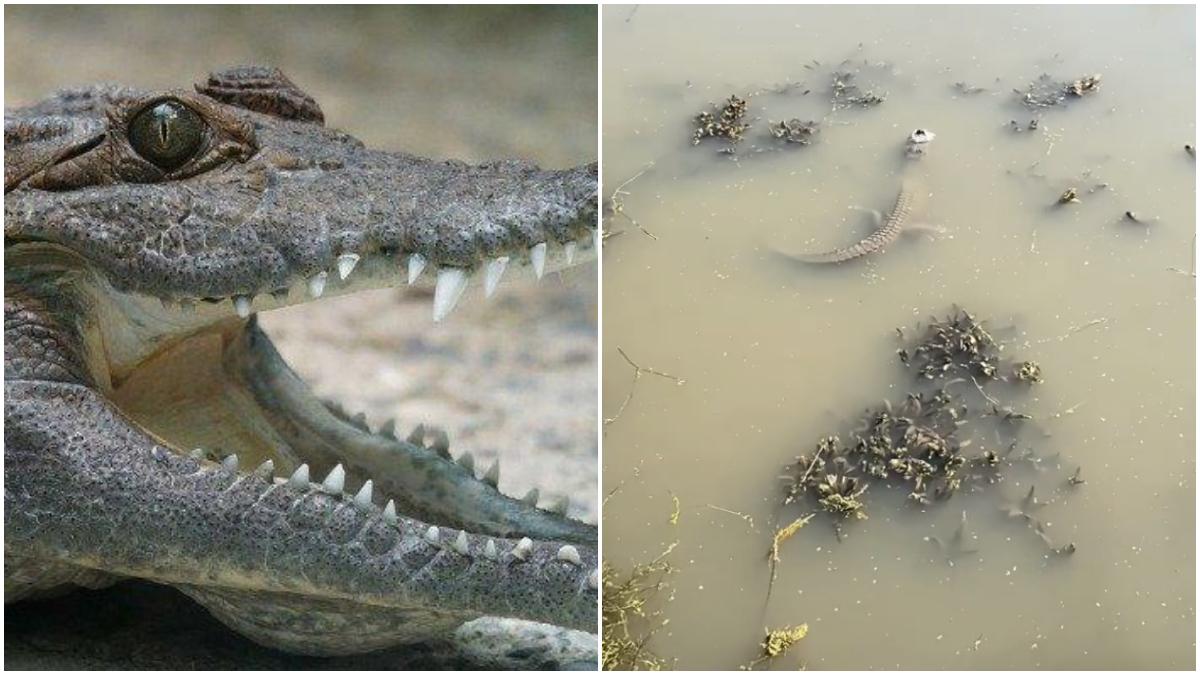Mengagumkan,Ternyata Begini Cara Aligator Bertahan Hidup di Musim Dingin, Padahal Membeku di Sungai