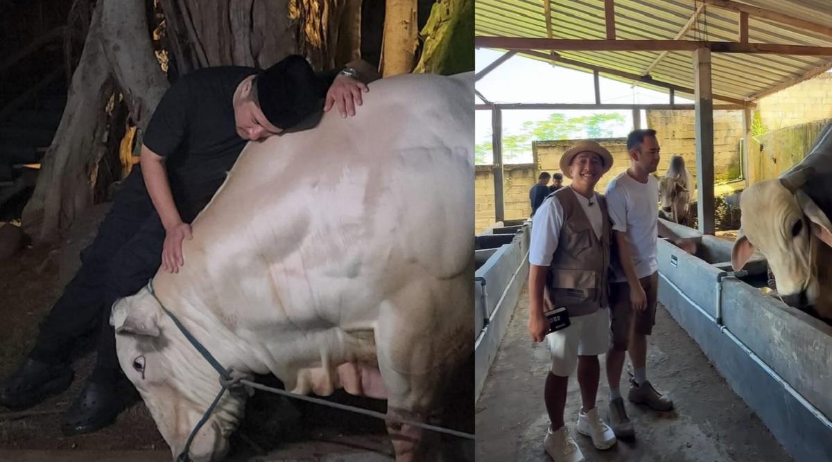 Harga-sapi-jumbo-Irfan-Hakim-capai-ratusan-juta-rupiah-Raffi-Ahmad-borong-enam-ekor.jpg