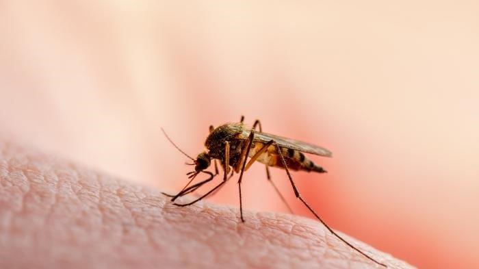 Ilustrasi-nyamuk-malaria-enesis-Malaria-merupakan-penyakit-dari.jpg