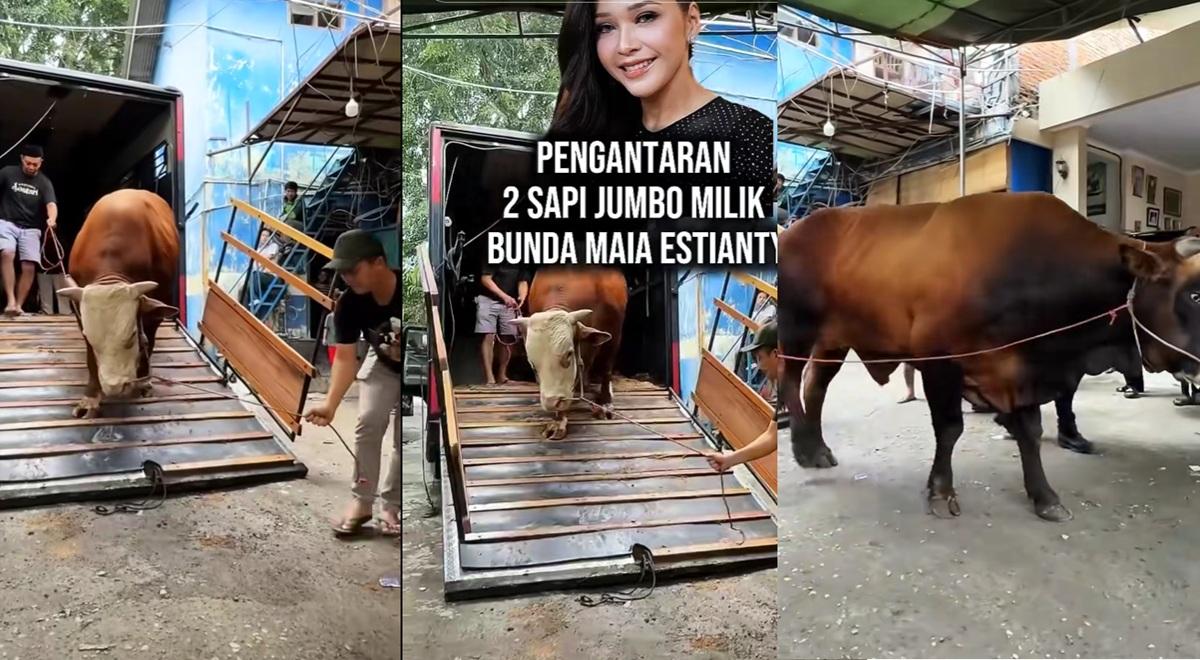 Kolase-potret-sapi-jumbo-hewan-kurban-milik-Maia-Estianty.jpg