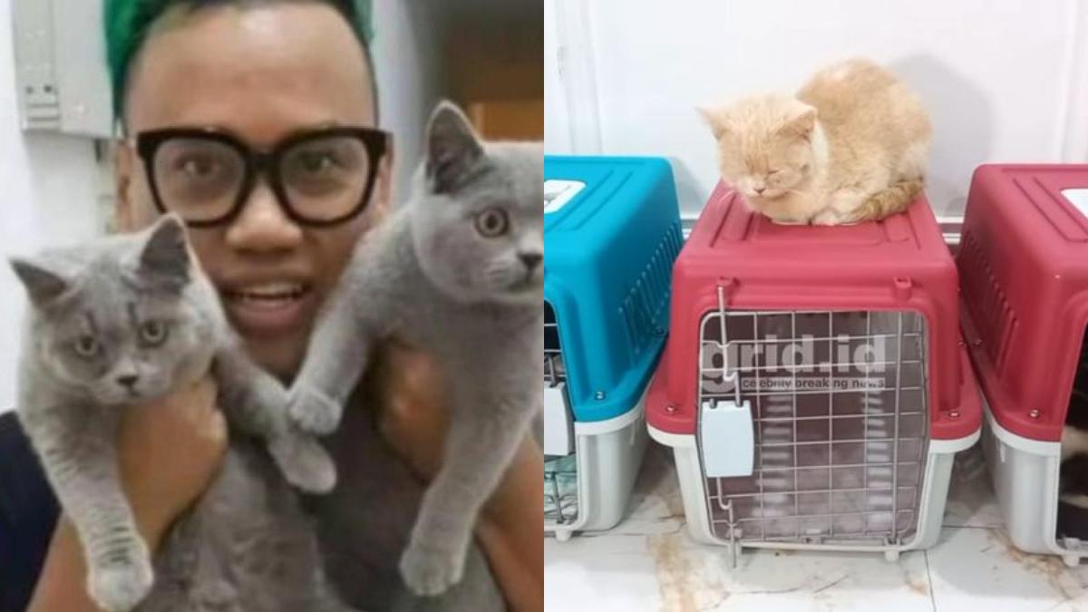 Nasib-20-kucing-Uya-Kuya-sudah-punya-rumah-baru-setiap-kamar-ada-AC.jpg