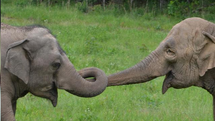 Pekerja Keras, 8 Induk Hewan Ini Selalu Maksimal Lakukan Sesuatu, Gurita hingga Gajah