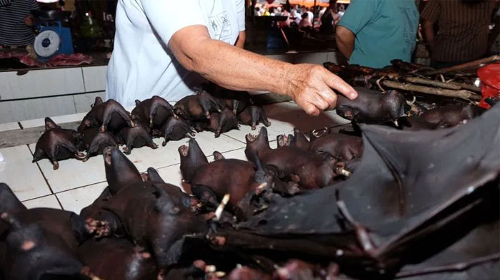 POPULER Kembali Buka Setelah Lockdown Corona, Pasar Wuhan Jual Daging Kelelawar Lagi, Tak Kapok?