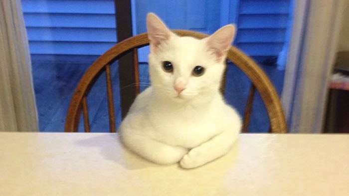 Terjawab Sudah, Inilah Alasan Kucing Mendapatkan Julukan Hewan dengan Sembilan Nyawa!