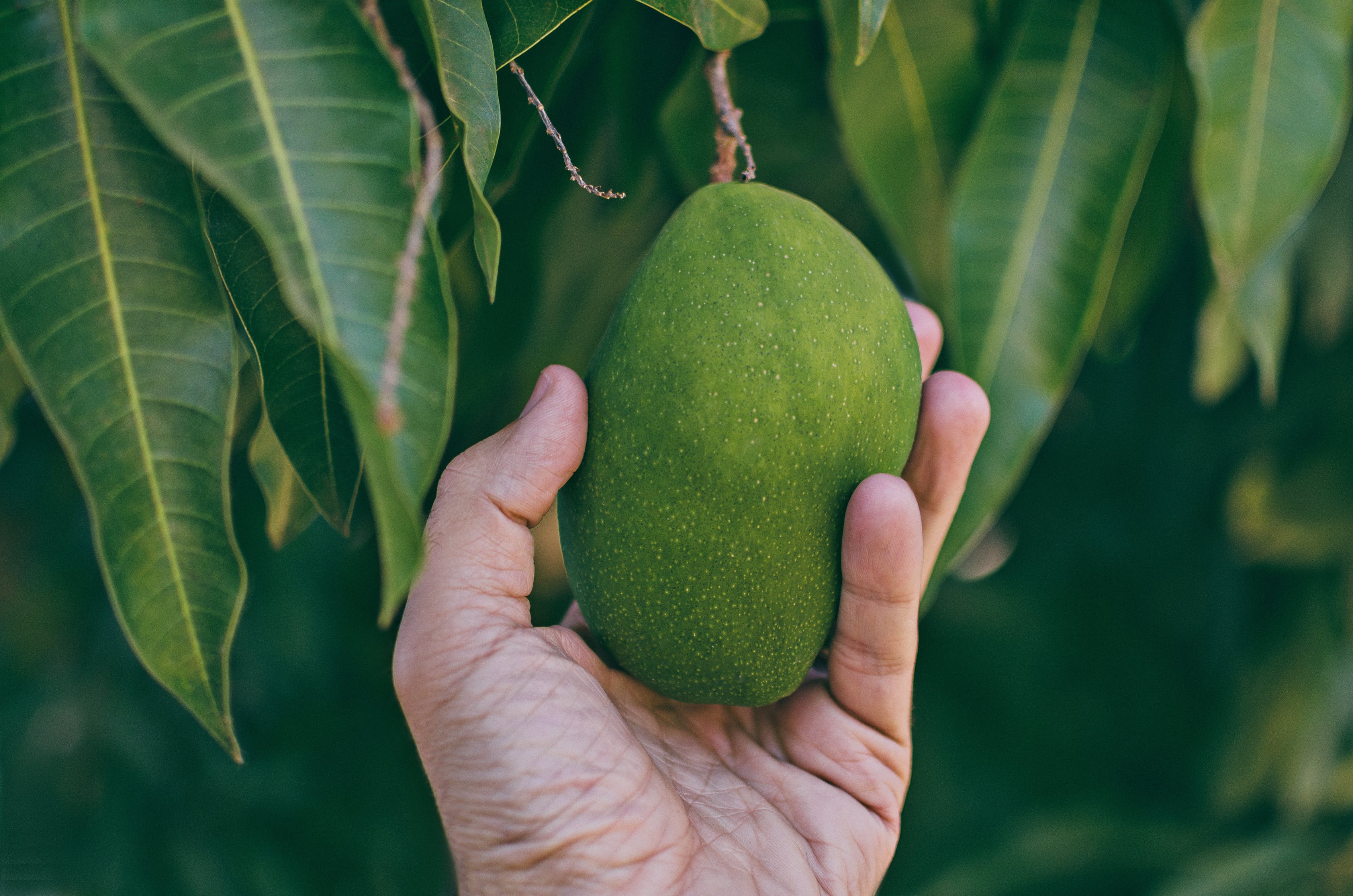 5 Manfaat Buah Mangga Kweni yang Tidak Banyak Orang Tahu, Bisa Cegah Kanker dan Redakan Sembelit