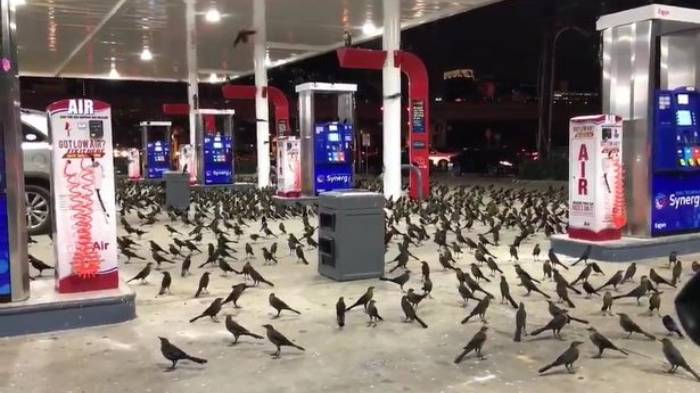 Tafsir & Arti Mimpi Menangkap Burung, Pertanda Baik, Tapi Ada Satu yang Bisa Menusuk dari Belakang