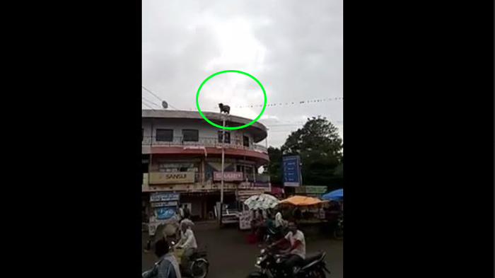 Sapi Ini Diduga Tertekan Karena Mau Jadi Hewan Korban, Lompat 'Bunuh Diri' dari Atap