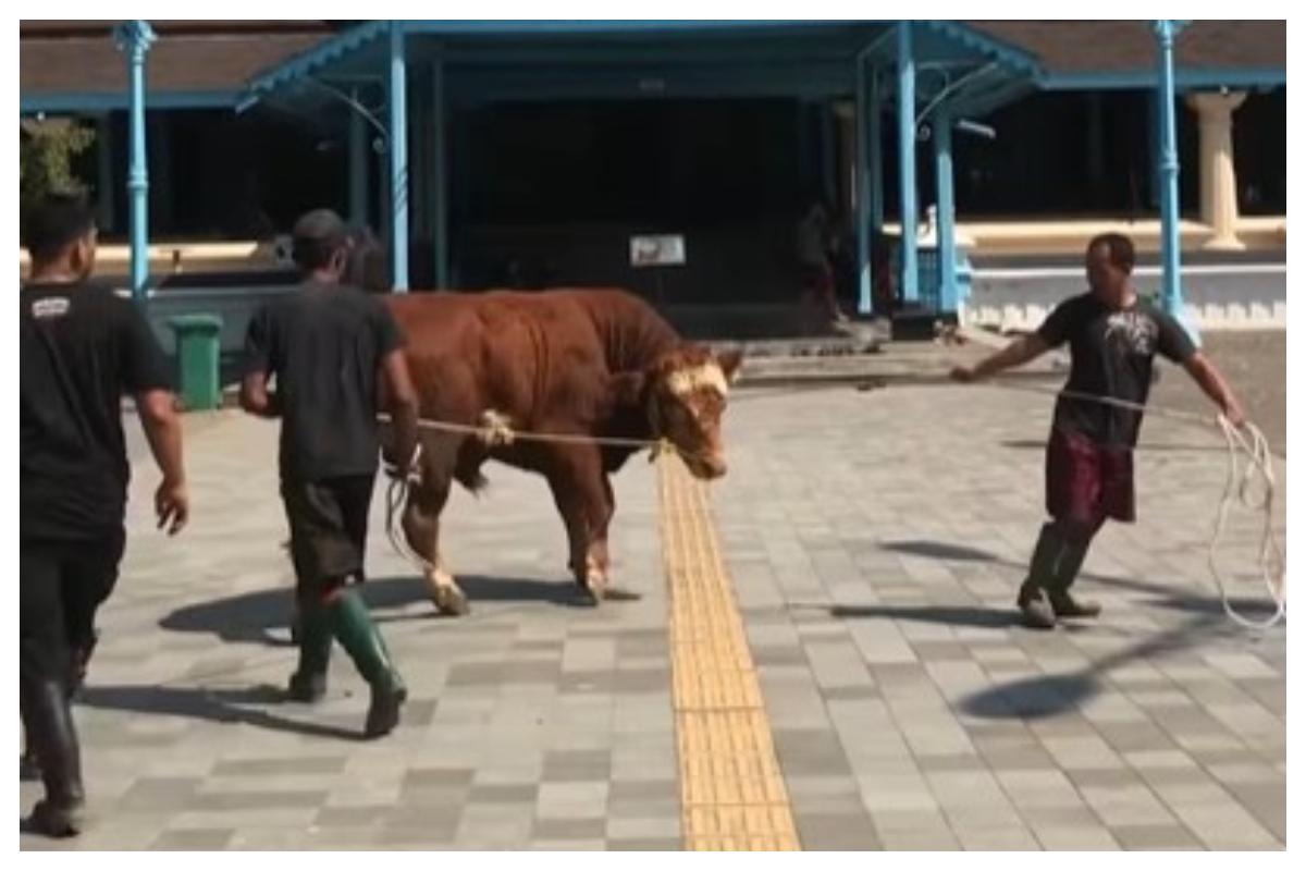 sapi-titiek-ngambek-di-solo.jpg
