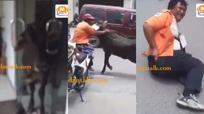 Terseruduk! Juru Parkir Ini Jatuh Saat Mencoba Hadang Sapi dengan Badan Gempalnya, Kaya Samson!
