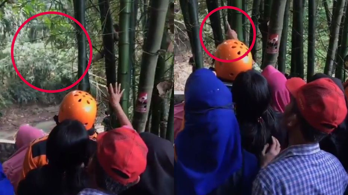 seorang-ibu-di-magelang-berteriak-teriak-memanggil-anaknya-yang-hilang-di-hutan.jpg