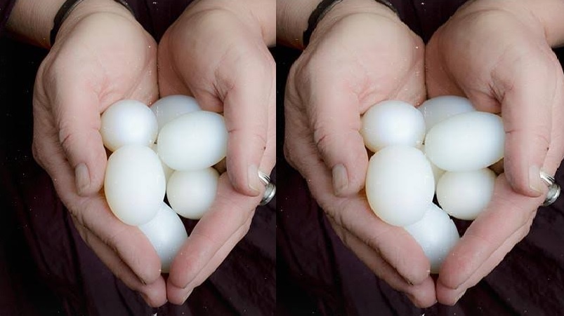 Dongkol Pelihara Bebek 5 Tahun Tak Bertelur, Begitu Disembelih Ada Penampakan Telur Seharga 160 Juta