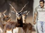 7-fakta-blackbucks-satwa-terancam-punah-yang-diburu-salman-khan-hingga-divonis-5-tahun-penjara_20180406_111833.jpg