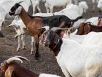 ILUSTRASI-Sejumlah-kambing-yang-dibui-di-Bangladesh-akhirnya-bebas.jpg