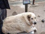 Krugets-seekor-anjing-liar-di-kota-Nizhny-Novgorod-Rusia-yang-memiliki-berat-100-kg.jpg