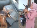 Momen-kurir-antar-paket-customer-berisi-anak-kambing.jpg