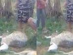 VIRAL-9-ekor-kambing.jpg