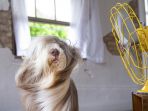 anjing-bearded-collie_20170212_164948.jpg