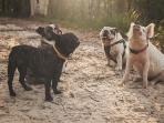 anjing-dan-babi_20161116_221941.jpg
