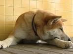 anjing-jenis-akita-jepang_20160916_232423.jpg