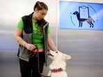 anjing-pelacak-covid-19-bernama-et-dan-pelatihnya-anette-kare-di-bandara-internasional-helsinki.jpg