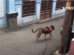 anjing-pelacak-k9-memasuki-salah-satu-gang-dekat-tkp-pembunuhan-editort-metro-tv.jpg