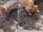 anjing-tersebut-ikut-menguburkan-sendiri-saudaranya_20170225_214001.jpg