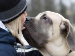 anjing_20170126_150159.jpg