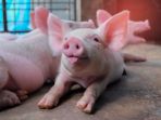 babi_20170824_135700.jpg