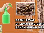 berikut-cara-mudah-mencegah-datangnya-rayap.jpg