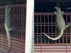 biawak-memanjat-pagar-rumah-di-johor-malaysia.jpg