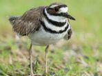 burung-killdeer-sebabkan-lapangan-sepak-bola-di-tutup.jpg
