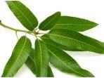 daun-mangga-muda.jpg