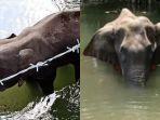 gajah-mati-berdiri.jpg