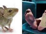 hantavirus-berasal-dari-hewan-pengerat-seperti-tikus.jpg