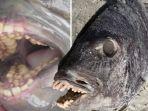 ibu-ini-temukan-seekor-ikan-terdampar-mengerikan-dan-aneh-dengan-mulut-bergigi-manusia.jpg