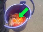 ikan-hias_20161230_215636.jpg