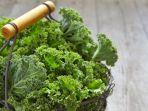 ilustrasi-daun-kale.jpg