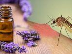 ilustrasi-minyak-lavender-pengusir-nyamuk.jpg