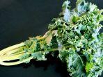 ilustrasi-sayuran-kale.jpg