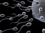 ilustrasi-sperma_20170911_160858.jpg
