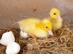 ilustrasi-telur-bebek-menetas.jpg