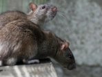 ilustrasi-tikus_20161221_163315.jpg