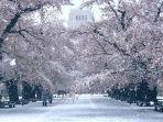 indahnya-bunga-sakura-bertemu-putih-salju-tak-pernah-terjadi-3-dekade-terakhir-ini-penjelasannya.jpg