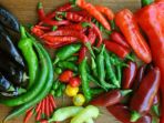 jenis-cabe_20180406_173603.jpg