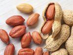 kacang-tanah-y.jpg
